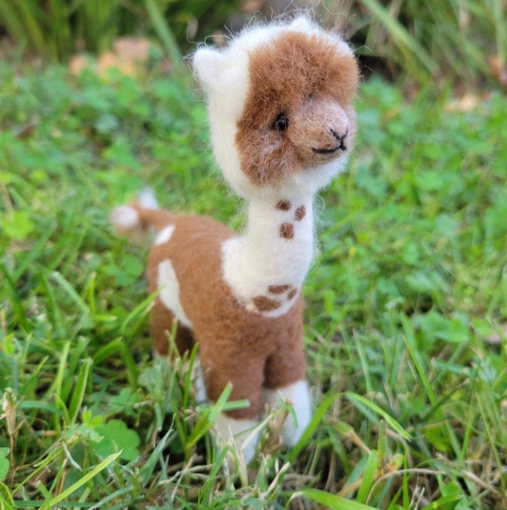 Alpaca Adorable After Shearing Alpaca | Windrush Alpacas