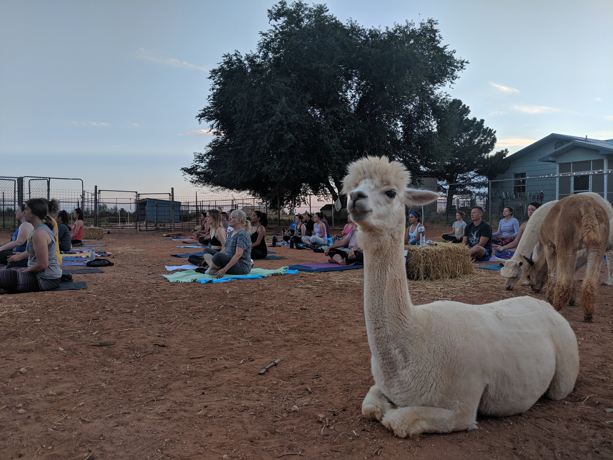 Alpaca Leggings  Windrush Alpacas